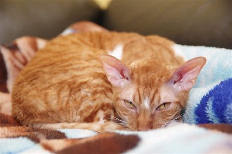 Premium Photo Striped Red Cornish Rex Cat Is Lying On A Sofa Cat Breed