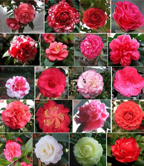 Several Cultivars Of Camellia Japonica A Beila B Chalisidun C