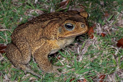 Cane Toad - ClimateWatch Australia- Citizen Science App