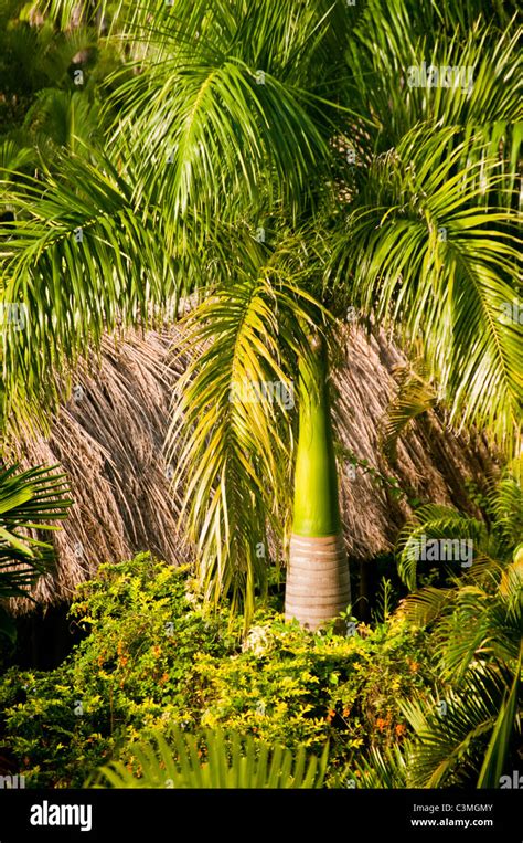 Royal Palm Tree In Tropical Gardens Outrrigger On The Lagoon Resort