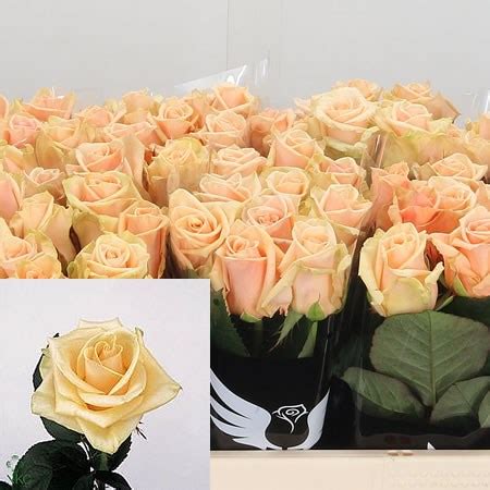 Rose Prima Donna Cm Wholesale Dutch Flowers Florist Supplies Uk