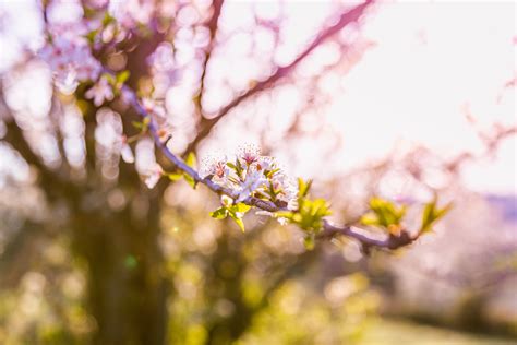 Free Images Tree Nature Branch Plant Sunlight Leaf Flower