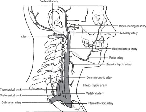 Head And Neck Basicmedical Key