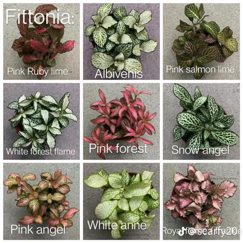 Nerve Plant Care How To Grow Fittonia Plants Artofit