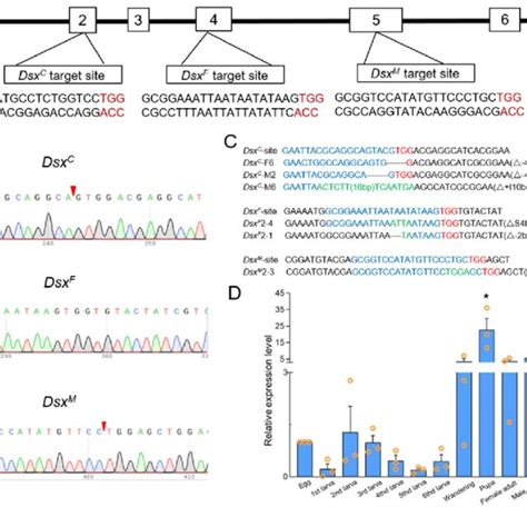 Crisprcas9 Mediated Mutation Within Sfdsx Target Sites And Temporal Download Scientific