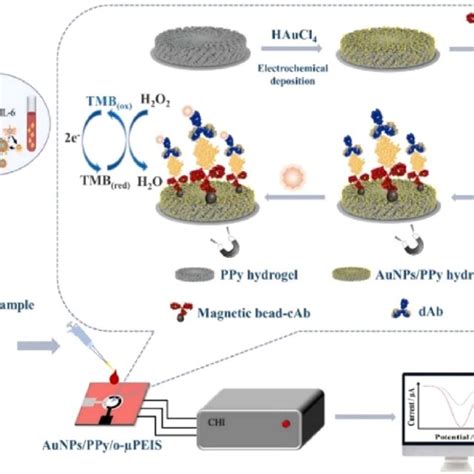 An Illustrative Scheme For The Paper Based IL 6 Biosensor Fabrication