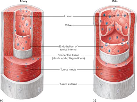 Cardiovascular System Blood Vessels Flashcards Quizlet