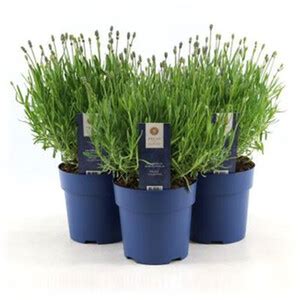 Lavandula Angustifolia Felice Mix Cm