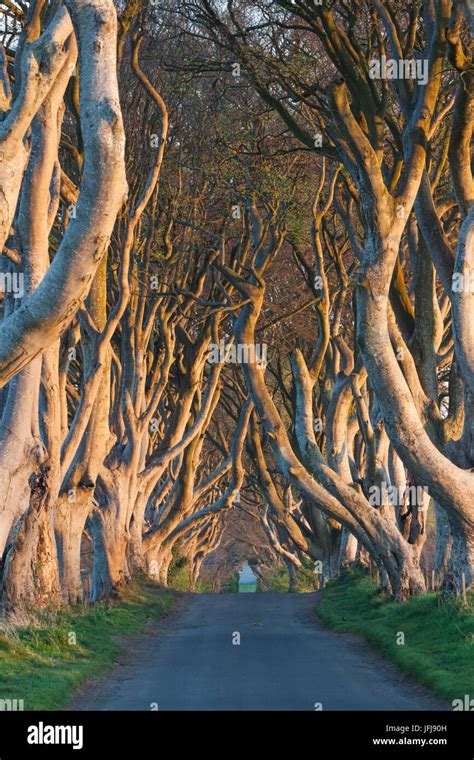 UK, Northern Ireland, County Antrim, Ballymoney, The Dark Hedges, tree ...