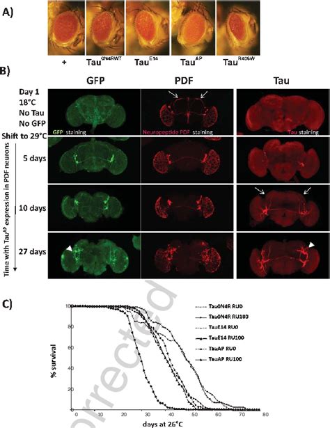 Different Aspects Of MAPT Tau Toxicity In Fly Note That For