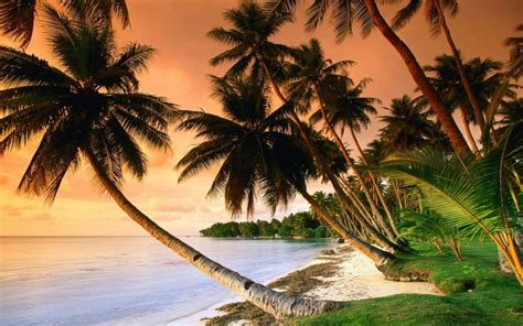 Tranquil Scene Tranquility Coconut Sky Tropical Tree Sand Sunset