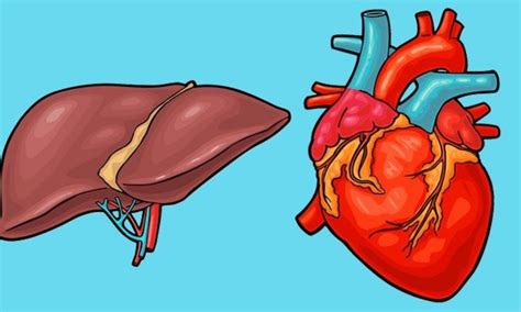 Tafamidis delays myocardial amyloid progression in transthyretin ...