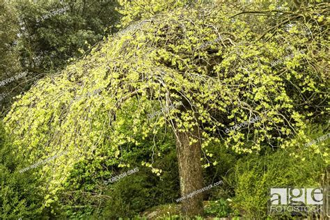 ULMUS GLABRA 'CAMPERDOWNII', Stock Photo, Picture And Rights Managed ... 