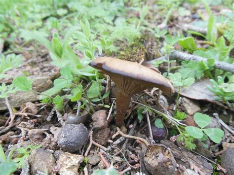 panaeolus cinctulus ID - Mushroom Hunting and Identification - Shroomery Message Board