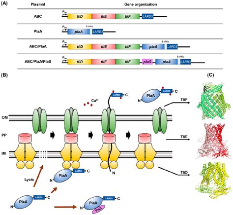 Construction Of Recombinant Plasmids And The Scheme Of Bacterial