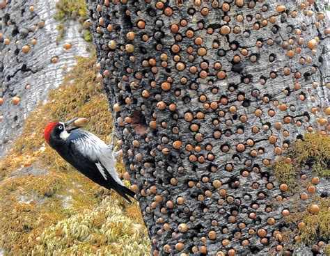 This woodpecker's acorn stash in a granary tree (photo by Lorraine ...