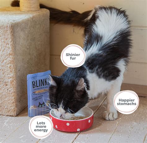 Blink! - Cat food subscription in 2022 | Cat food, Food subscriptions ...