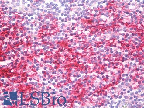 IHC Plus CD40 Monoclonal Antibody Mouse Anti Human LSBio