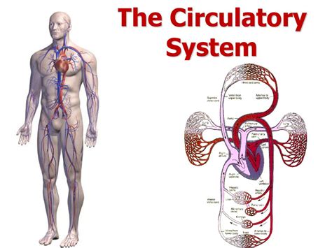 The Circulatory System Ppt Download