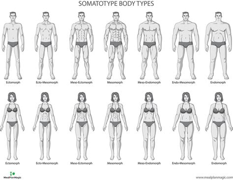 Body Types Chart, Mens Body Types, Healthy Plan, Healthy Diet Tips ...