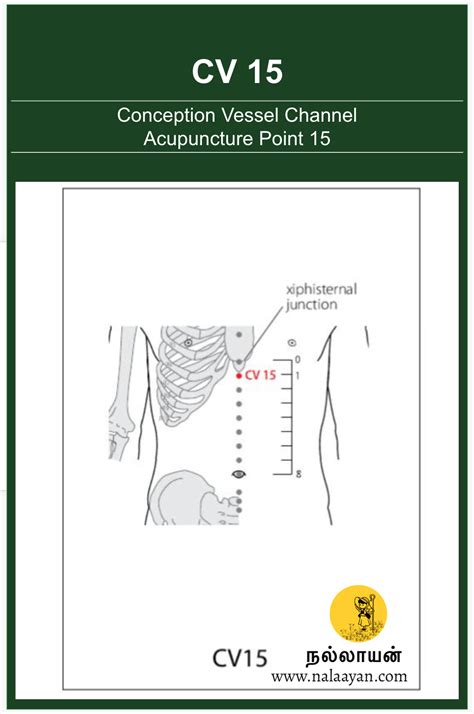 St 25 Acupuncture Point The Good Shepherd Medium