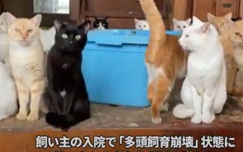 【速報動画】民家に猫170匹放置 「多頭飼育崩壊」状態に 山陰中央新報デジタル