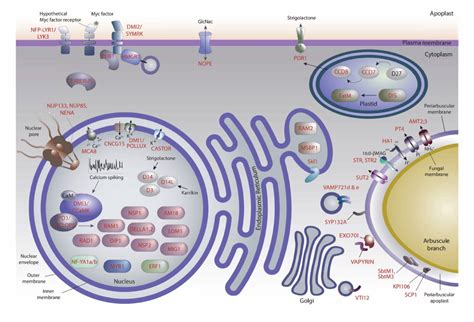 Review: Plant signaling and metabolic pathways enabling arbuscular mycorrhizal symbiosis ...