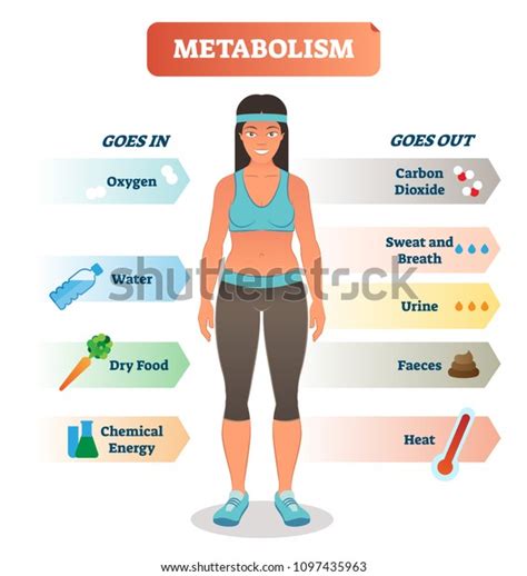 Metabolism Concept Vector Illustration Diagram Biochemical Stock Vector Royalty Free 1097435963