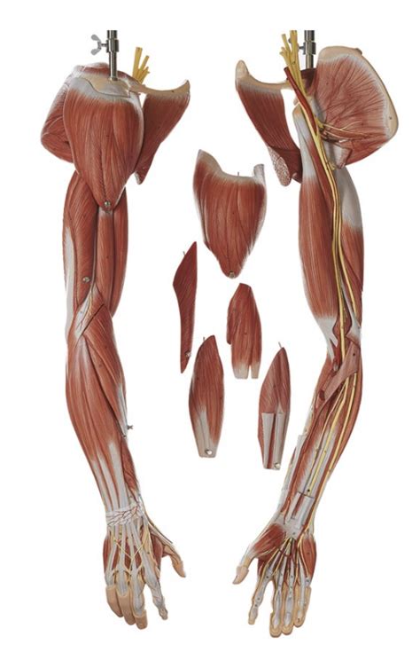 Arm Muscles Diagram Quizlet