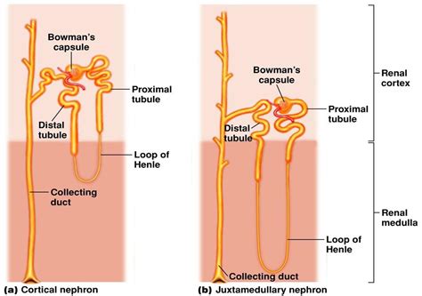 What Is An Adaptive Feature Of Nephron In A Desert Mammal Like Camel