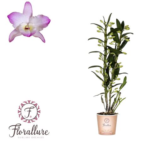 Dendrobium Nobile Classic Kumiko Plant Wholesale Floraccess