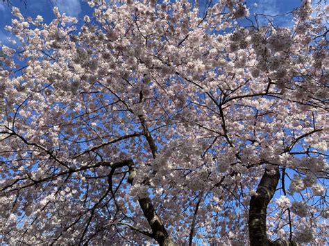 Hermosas Flores De Cerezo Blanco Iluminadas Por El Sol En Primavera