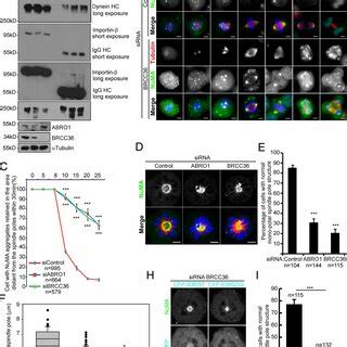 BRISC Associates With The SAF NuMA During Mitosis A The Ectopic