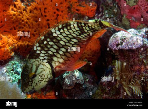 Stoplight Parrotfish Sparisoma Viride Feeding Off The Coral Reef In