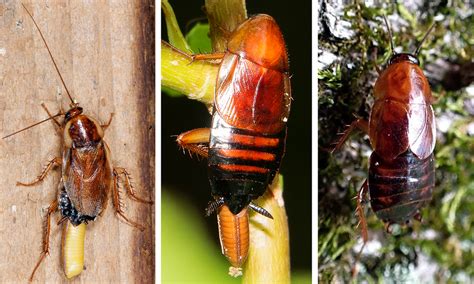 Wood Cockroaches Garden