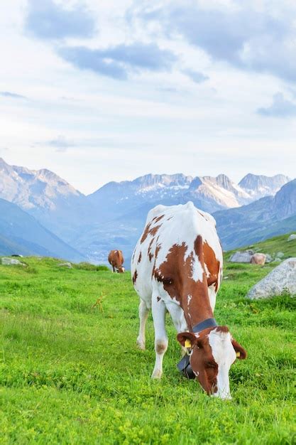 Premium Photo Cows In Pasture On Alpine Meadow