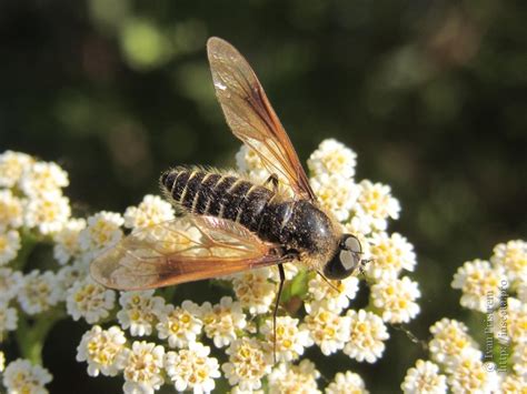 Photo 51164 Bombyliidae Sp