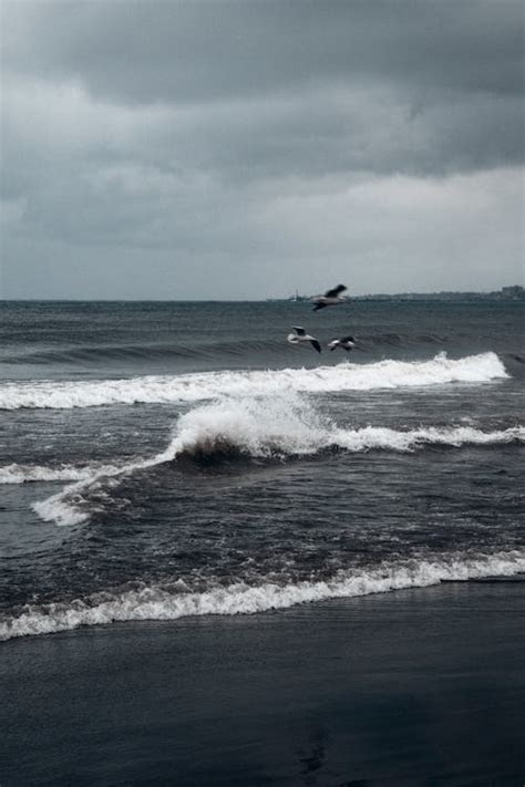 Seagulls Flying On Sea Shore · Free Stock Photo