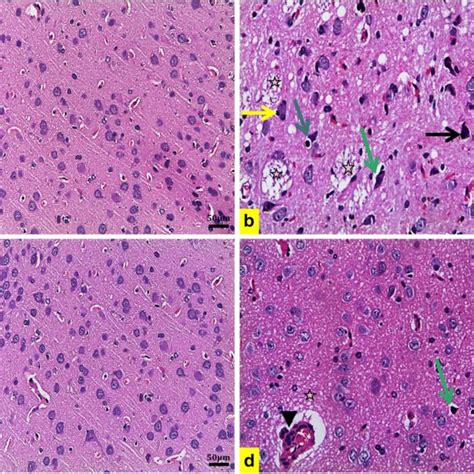 Representative Histopathological Photomicrographs Of Rat Kidney