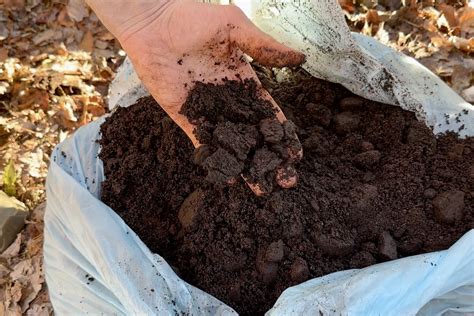 Ways To Properly Use Coffee Grounds In The Garden Geeky Greenhouse