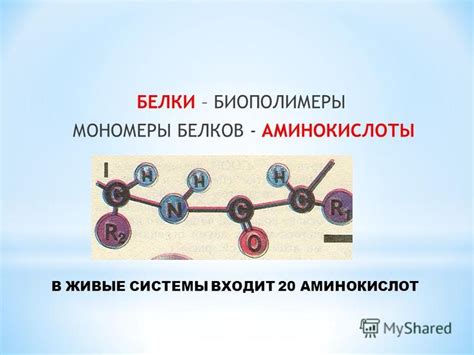 Презентация на тему: "Выполнил: Кокшаров Е.В. Учитель биологии школы ...