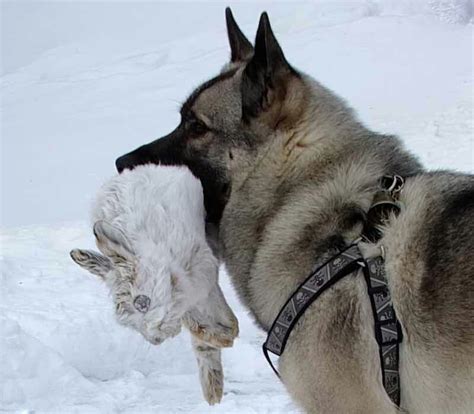 norwegian elkhounds  vikings prized hunting dogs norwegian