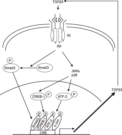 Schematic Model For Tgf3 Autoregulation Creb 1 Atf 2 And C Jun