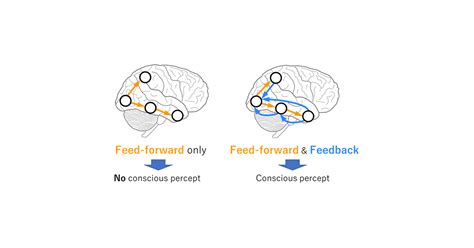 JST Press Release Identifying Network Cores Of The Brain With Strong