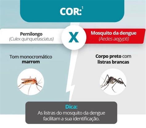 Jornal O Gua Ra Voc Sabe A Diferen A Entre O Pernilongo E O Mosquito