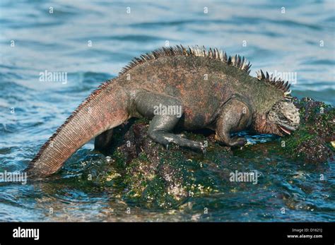 Iguana Marina De Gal Pagos Amblyrhynchus Cristatus Comer Algas