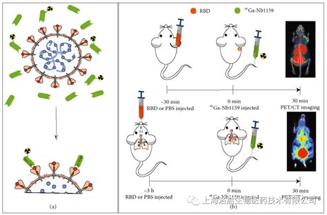 科研力量 I 洛启生物参与开发新冠中和抗体分子影像技术研究成果于Research发表 洛启生物