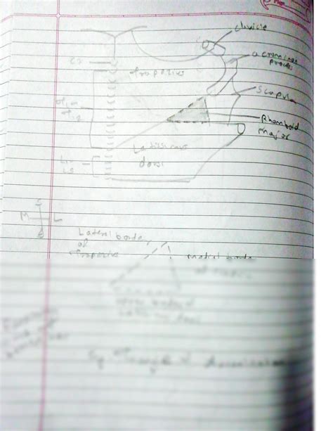 SOLUTION: Human anatomy triangle of auscultation and lumbar triangle of petit - Studypool