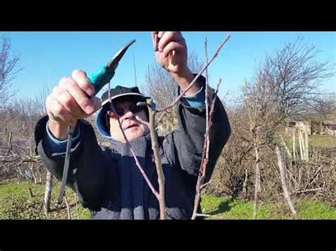 Резитба на млади дръвчета.Ябълки на 2 и 4 години. - YouTube | Rayban ...