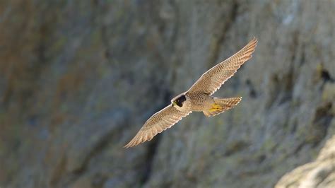 Peregrine Falcon Wallpaper HD Download